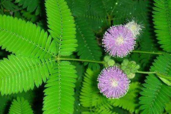 含羞草春天會發(fā)芽嗎