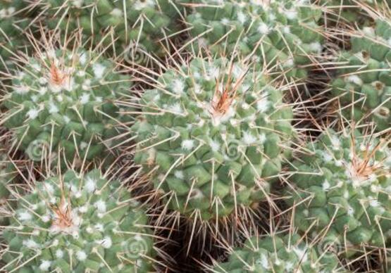 好看的仙人掌圖片欣賞，純天然氧吧，釋放氧氣