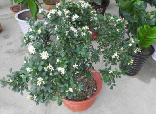 九里香盆栽的養(yǎng)殖方法，老農(nóng)總結(jié)五點最實用的養(yǎng)殖方法