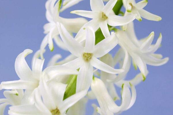 風(fēng)信子的花語(yǔ)和寓意