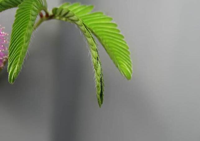 含羞草夏天能播種嗎，不能種/只能在春秋兩季栽種