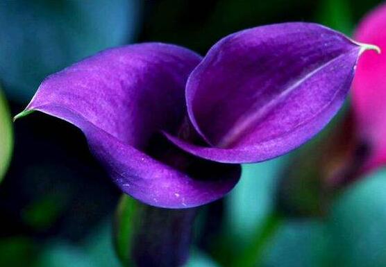 紫色馬蹄蓮花語是什么，代表著一種單純的愛