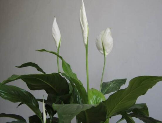 一帆風(fēng)順花怎么移植，教你六個簡單易學(xué)步驟