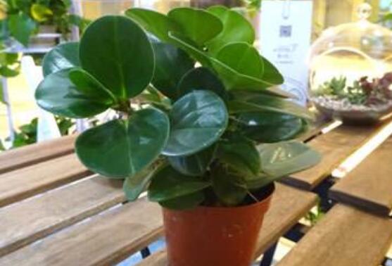 碧玉怎么養(yǎng)才能瘋長(zhǎng)，做好這六點(diǎn)可生長(zhǎng)得盆盆爆滿