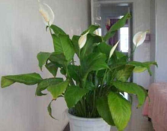 一帆風(fēng)順蔫了怎么補救，四種原因以及補救辦法