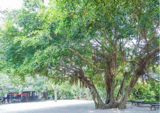 家里為什么不能養(yǎng)榕樹，養(yǎng)榕樹真的不吉利嗎