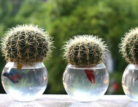 仙人球能治什么病，仙人球的作用與功效