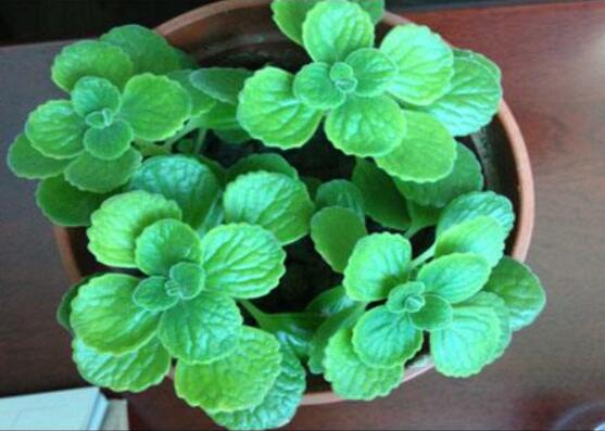 碰碰香夏天怎么養(yǎng)，做好四個要點便可安然度夏