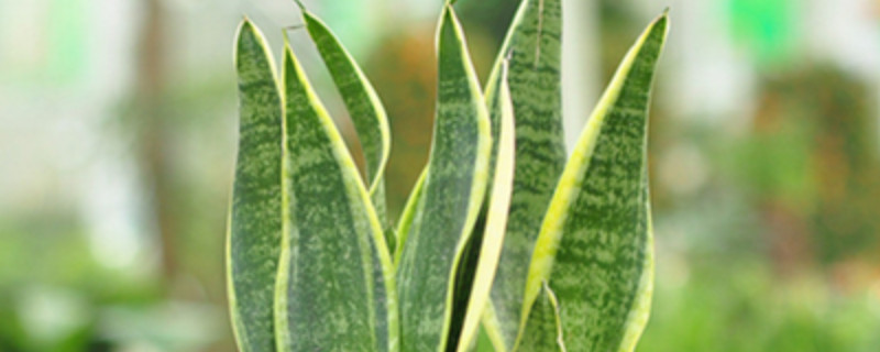 虎皮蘭冬天怎么養(yǎng)護