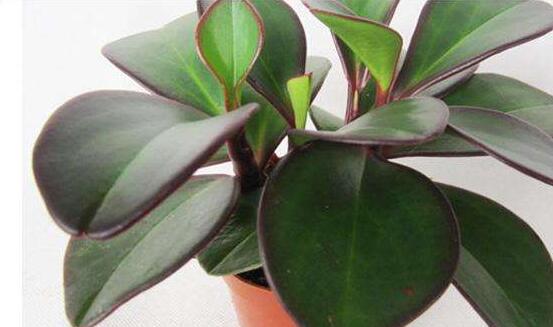 紫邊碧玉的養(yǎng)殖方法，老農(nóng)總結(jié)的七個基本方法