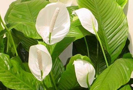 一帆風順有什么作用，一帆風順的作用功效