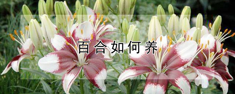 百合如何養(yǎng)