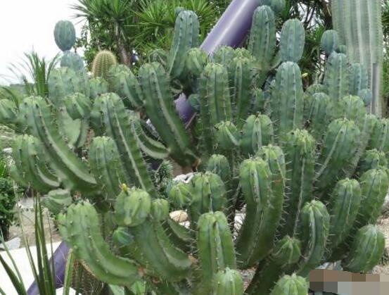 好看的仙人掌圖片欣賞，純天然氧吧，釋放氧氣