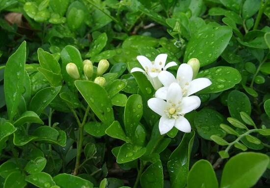 九里香葉子為什么發(fā)黃，九里香葉子發(fā)黃怎么辦