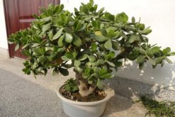 玉樹和燕子掌哪個(gè)貴，燕子掌的價(jià)值更高