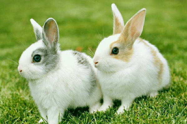 兔子養(yǎng)多久才會認主人