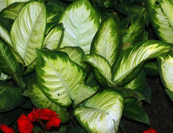 萬年青種類及圖片大全，盤點做好看的六大種類