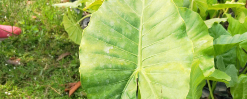 滴水觀音冬天怎么養(yǎng)