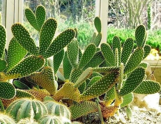 仙人掌多久開花一次，養(yǎng)殖3-5年才可開花