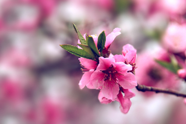 桃花在什么天開(kāi)放