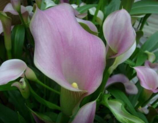 荷蘭馬蹄蓮的養(yǎng)殖方法，做好六個要點生長碧綠宜人