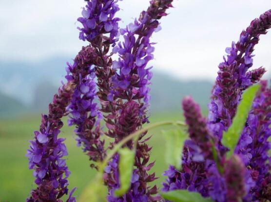 薰衣草精油的功效與用法，美容養(yǎng)顏、舒緩心情