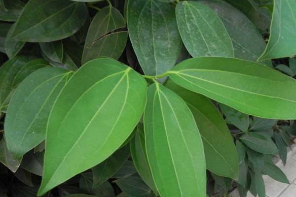 平安樹(shù)葉子下垂怎么辦，做好排水工作處理爛根