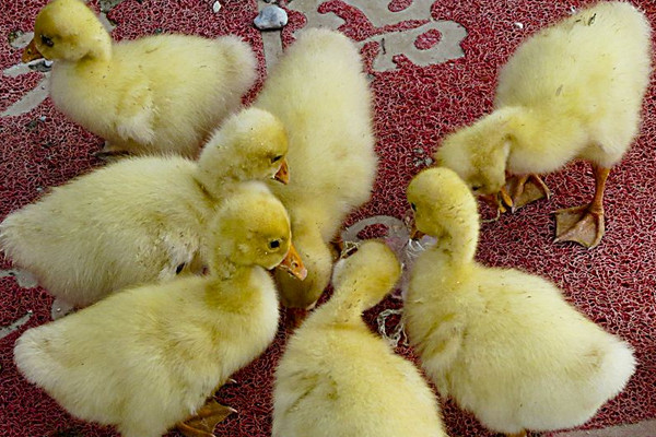 小鵝多久可以露天養(yǎng)