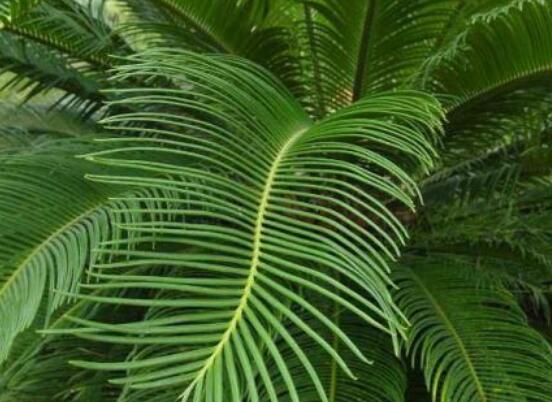 鐵樹開花有什么寓意，象征著大富大貴、吉祥瑞兆