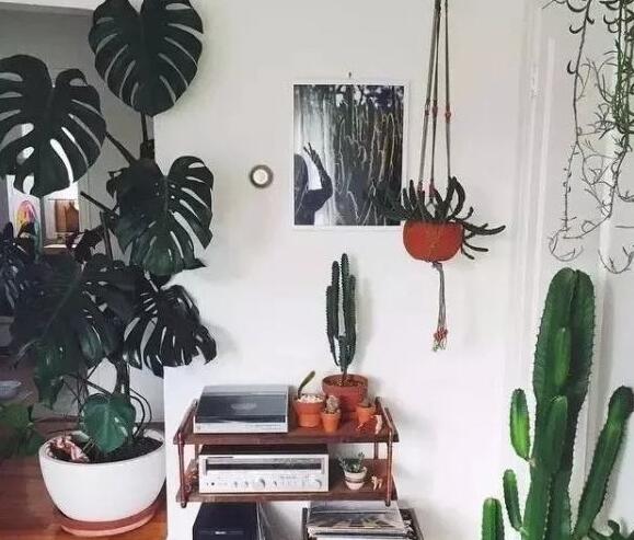 龜背竹放客廳風(fēng)水好嗎，對(duì)事業(yè)有助/對(duì)愛情有削弱的作用