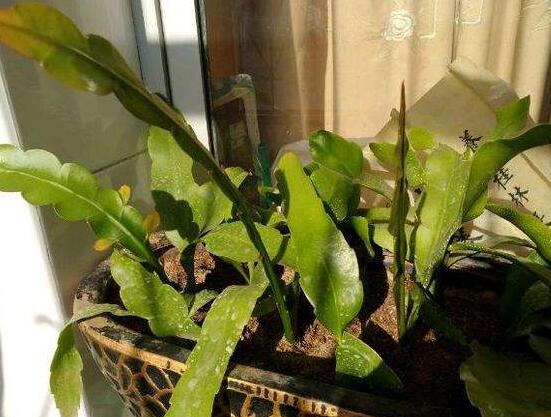 曇花葉插注意事項，只需要注意這五點即可