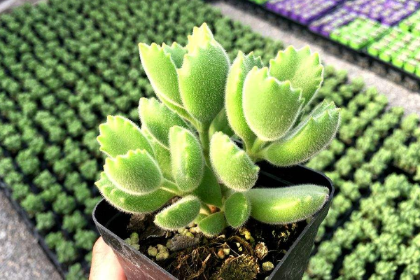 多肉植物熊童子掉葉子，找出問(wèn)題的原因及時(shí)處理