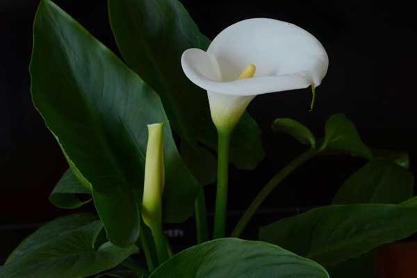 馬蹄蓮休眠期是什么時(shí)候，在盛夏和寒冬休眠