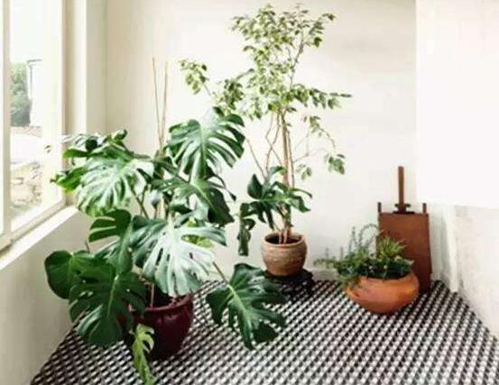 龜背竹吸甲醛嗎，能吸/可除去室內(nèi)90%甲醛