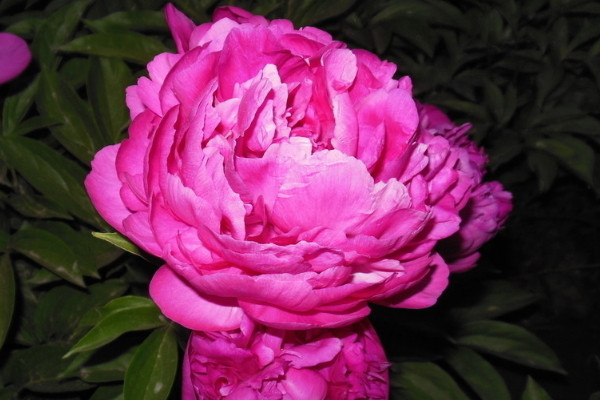 芍藥花怎么培養(yǎng)