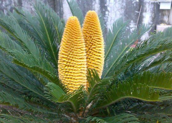 鐵樹開花是吉還是兇，預(yù)示生活美滿、大吉大利(吉兆)