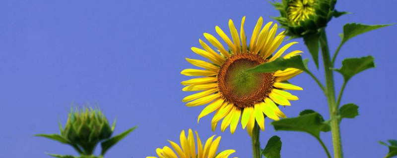 向日葵秋天開花嗎