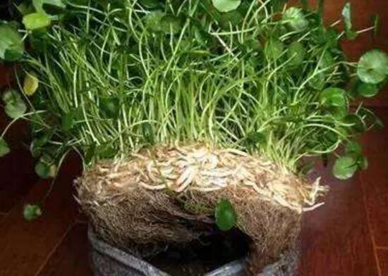 銅錢(qián)草爛根是什么原因，銅錢(qián)草爛根了怎么辦