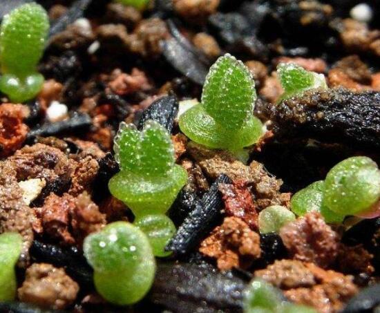 碧光環(huán)秋天怎么養(yǎng)，教你五點(diǎn)重要方法生長碧綠