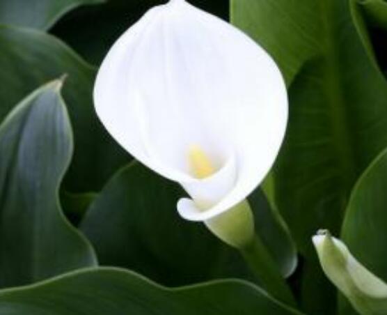 馬蹄蓮的繁殖方法圖解，詳解三種存活率最高常用方法