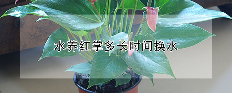 水養(yǎng)紅掌多長時間換水