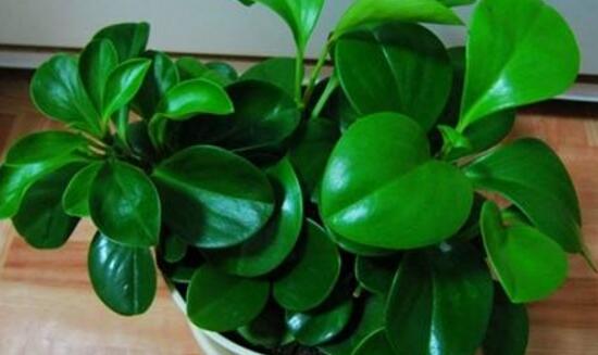 小碧玉怎么養(yǎng)，教你七種簡單易學(xué)基本方法