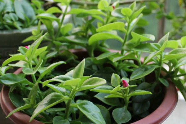 水培牡丹吊蘭的養(yǎng)殖方法和注意事項