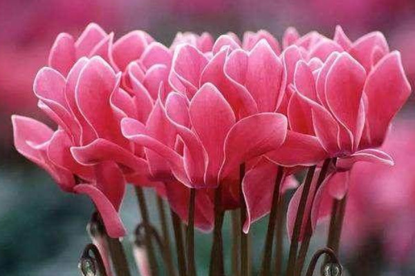 水培仙客來枯萎了怎么辦啊