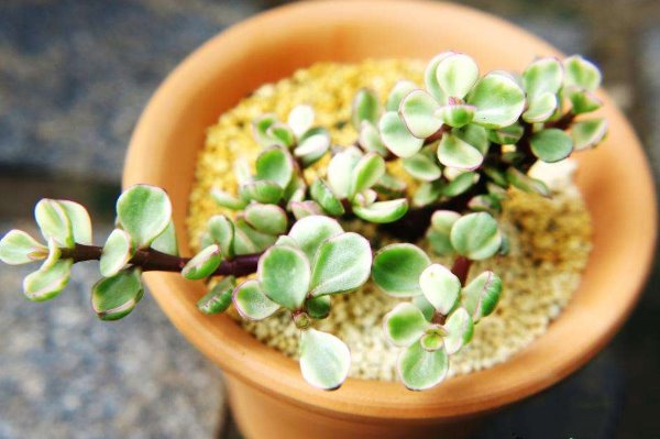 雅樂之舞怎么養(yǎng)成粉色，掌握以下要點是關(guān)鍵