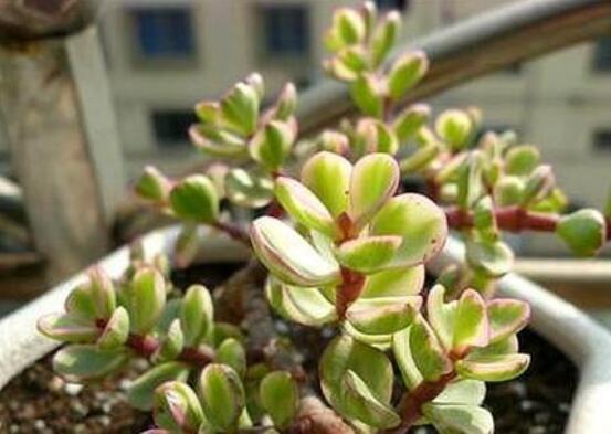 雅樂之舞的扦插技巧，老農(nóng)總結(jié)六個(gè)最簡易基本步驟