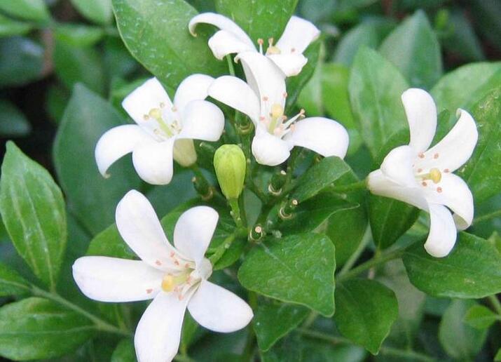 九里香的養(yǎng)殖方法和修剪，光照土壤要嚴(yán)控