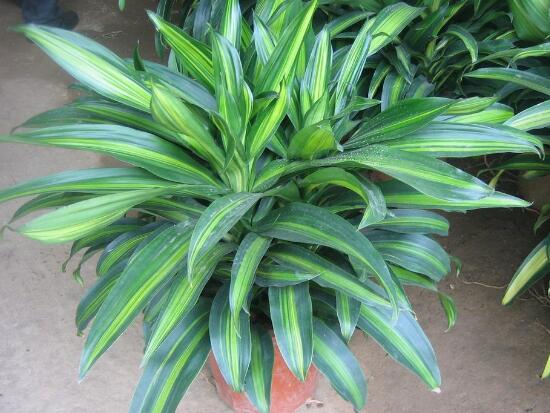 粉黛萬年青好養(yǎng)嗎，粉黛萬年青的養(yǎng)殖方法和注意事項