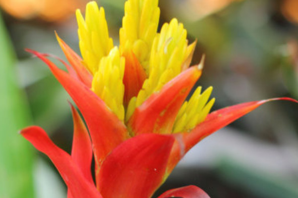 鴻運(yùn)當(dāng)頭花期過后怎么剪怎么管理