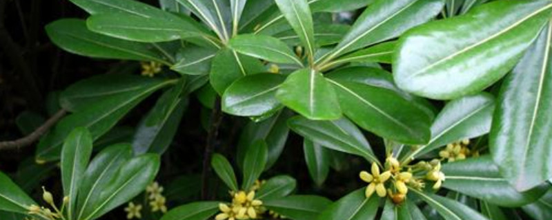 鴨腳木什么時(shí)候種植